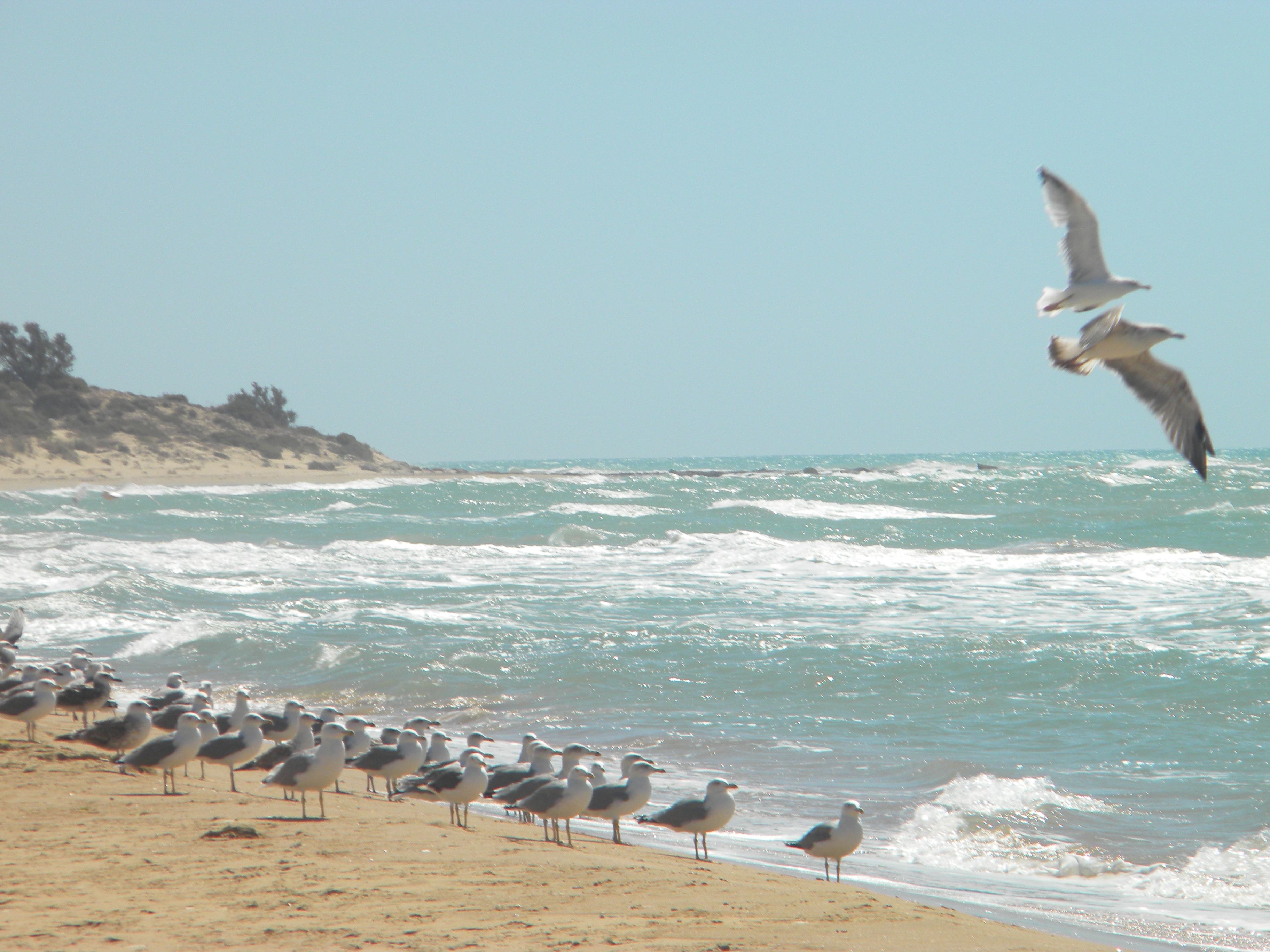 Leggere Il gabbiano Jonathan Livingston mi ha cambiata 