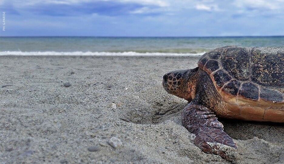 Tartaruga Caretta Caretta