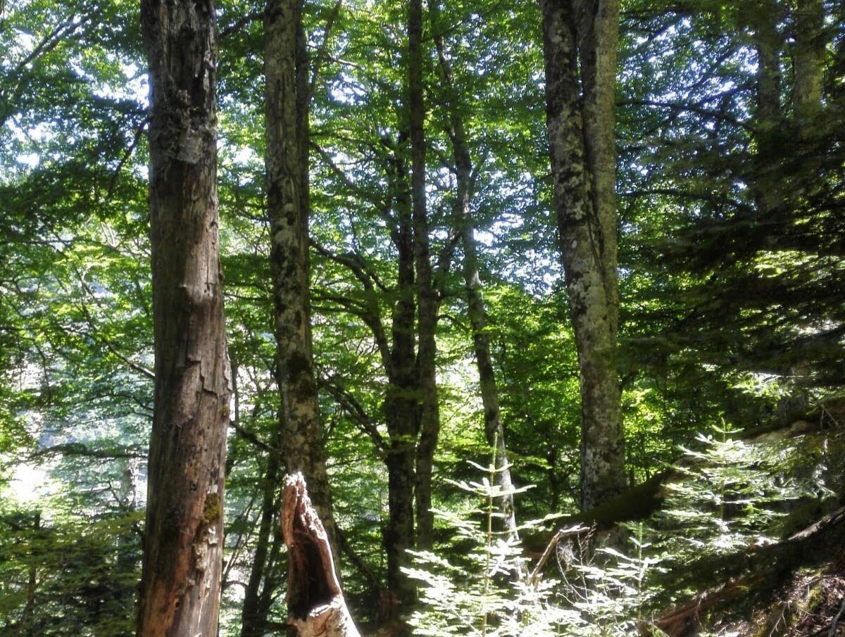 Faggeta Vetusta Valle Infernale Parco Aspromonte