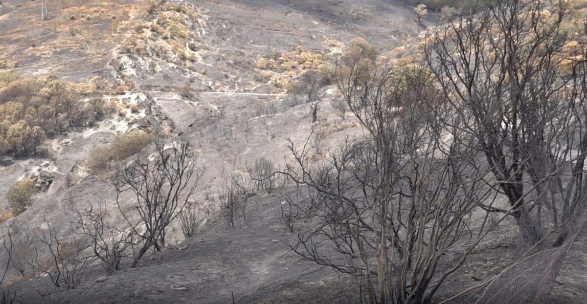 Incendi Aspromonte