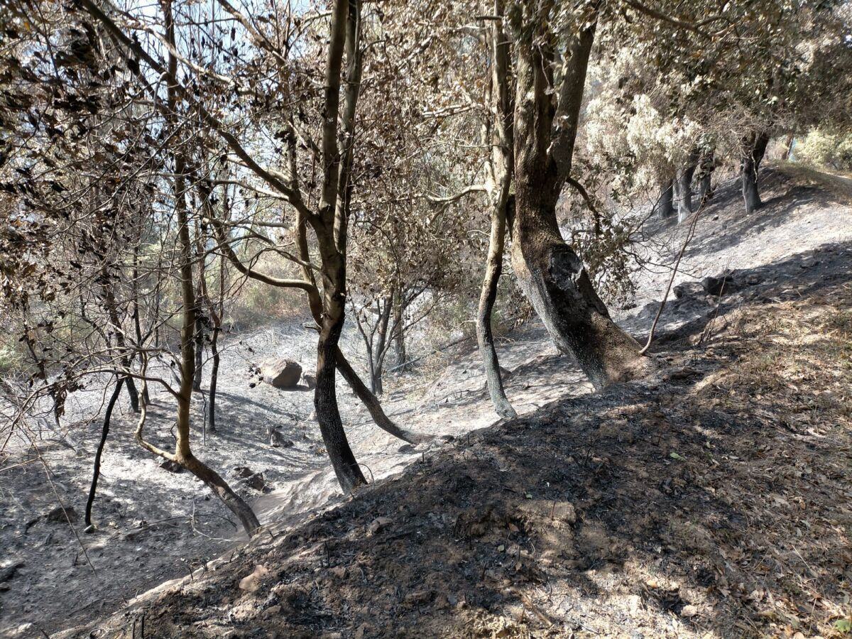 Incendi Reggio Calabria