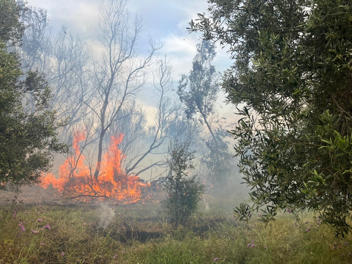 Incendio Palizzi Azienda Nesci