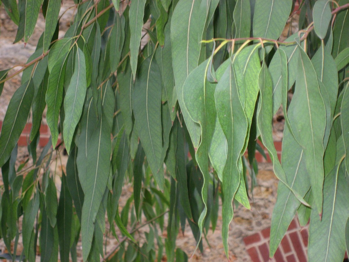 Eucaliptus Eritrocoris Serres D'Auteuil 001