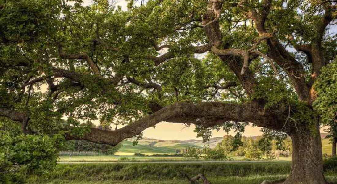 Alberi Monumentali