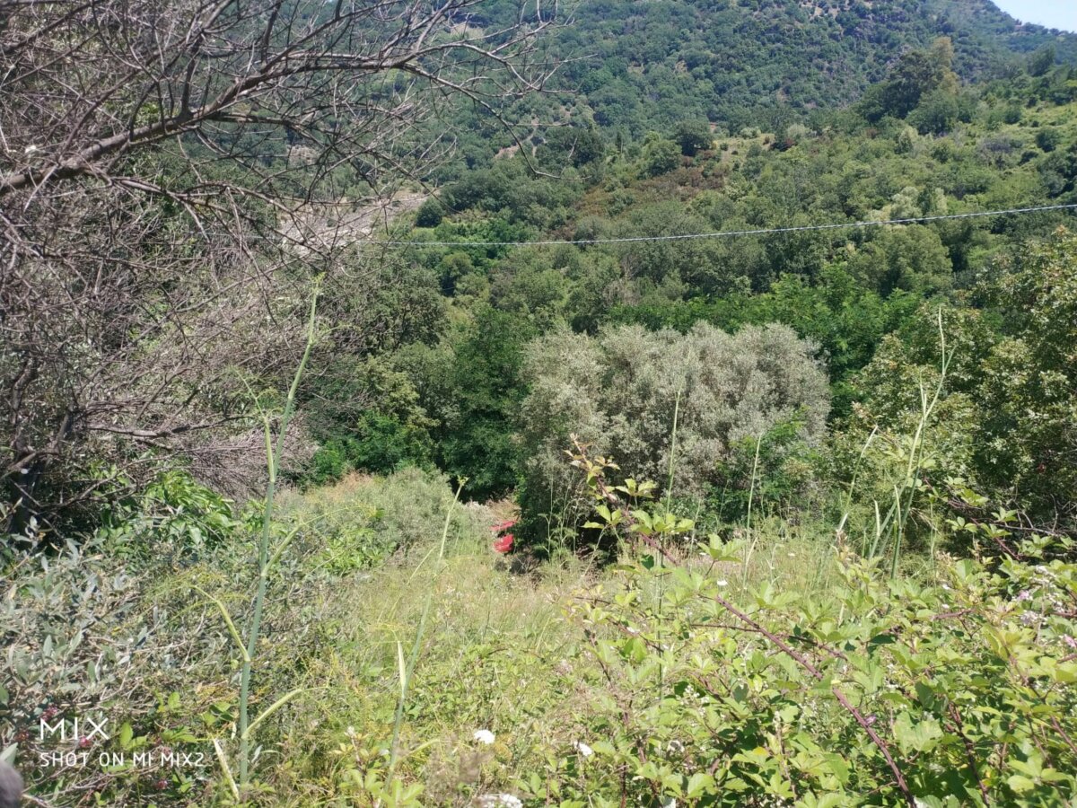 Auto Fuori Strada