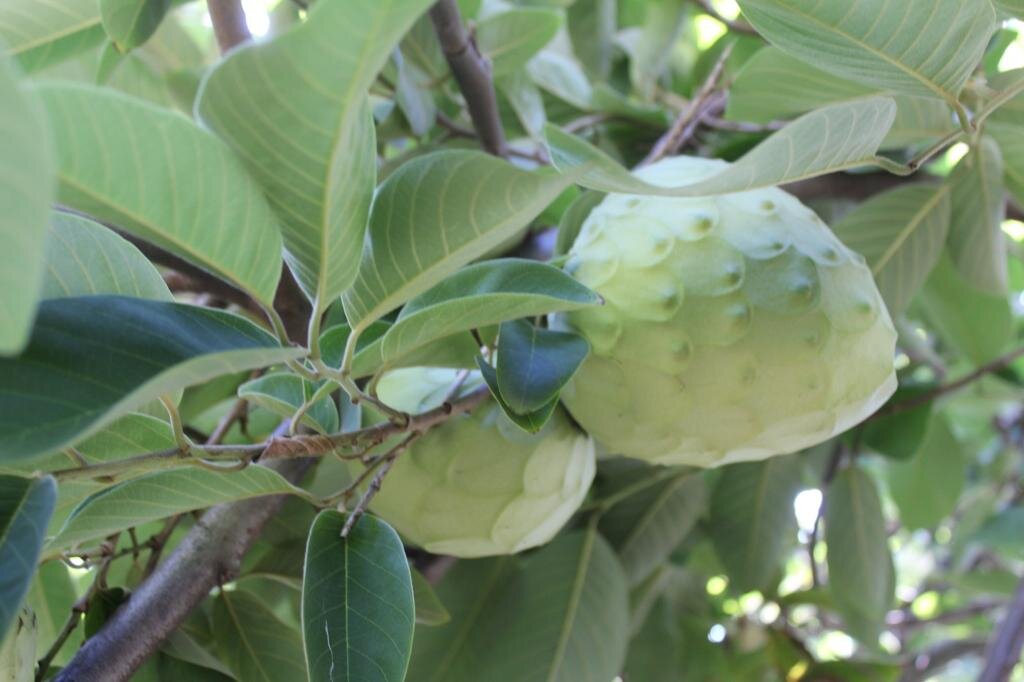 Un Bel Frutto Di Annona Prodotta A Reggio Calabria