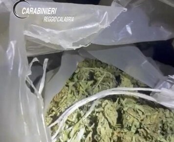 Marijuana Cardeto