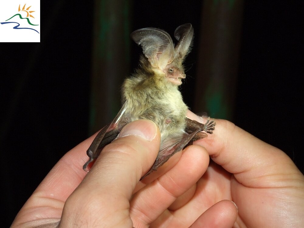 Plecotus Auritus Pipistrelli