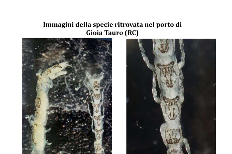 Specie Ritrovata Gioia Tauro