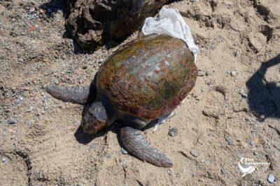 Caretta Caretta 3