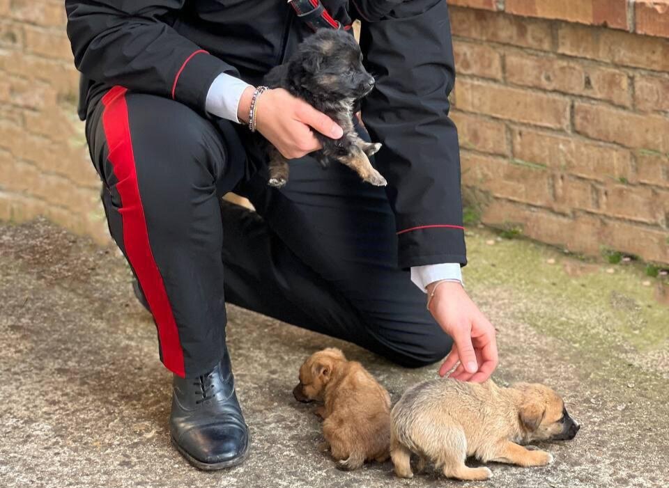 Carabinieri Tutela Animali