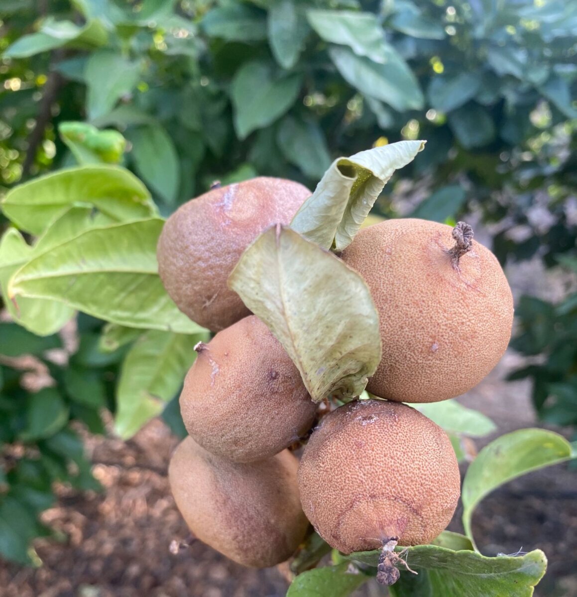 Danni Da Caldo E Siccità Su Frutti E Foglie Di Bergamotto Ad Agosto