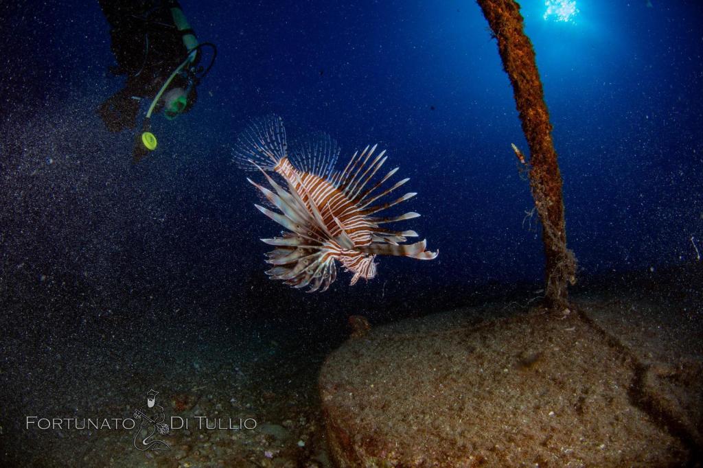 Pesce scorpione Fortunato di Tullio