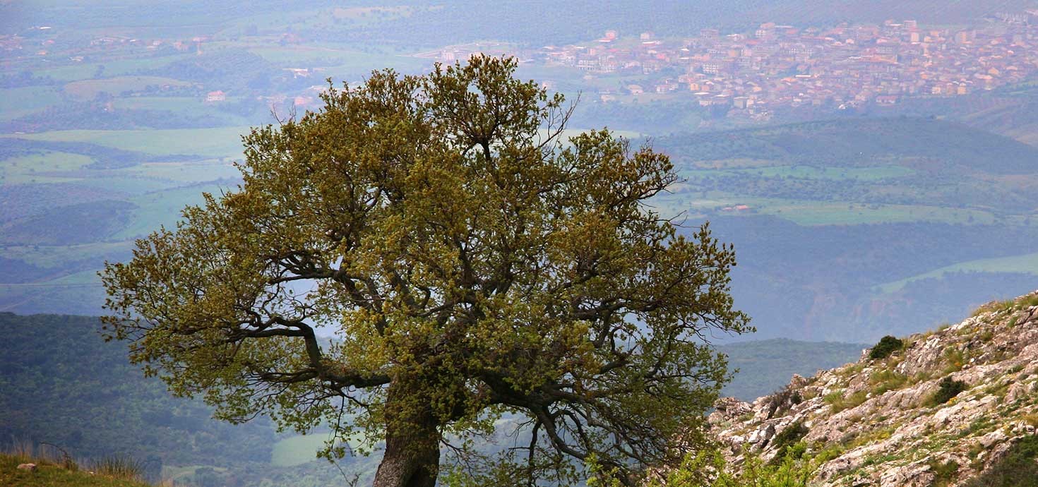 alberi monumentali